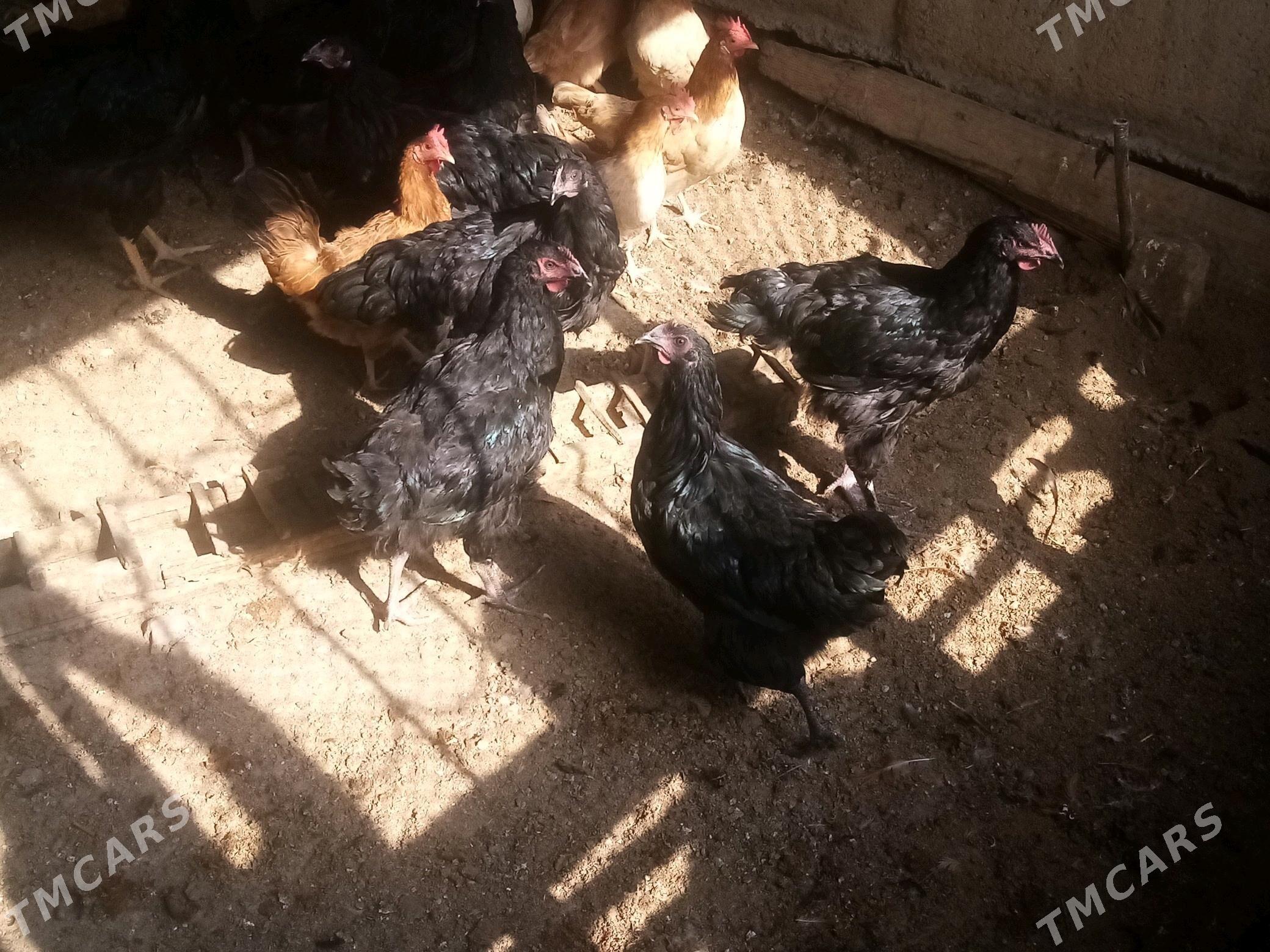 Bron juje - Gökdepe - img 1