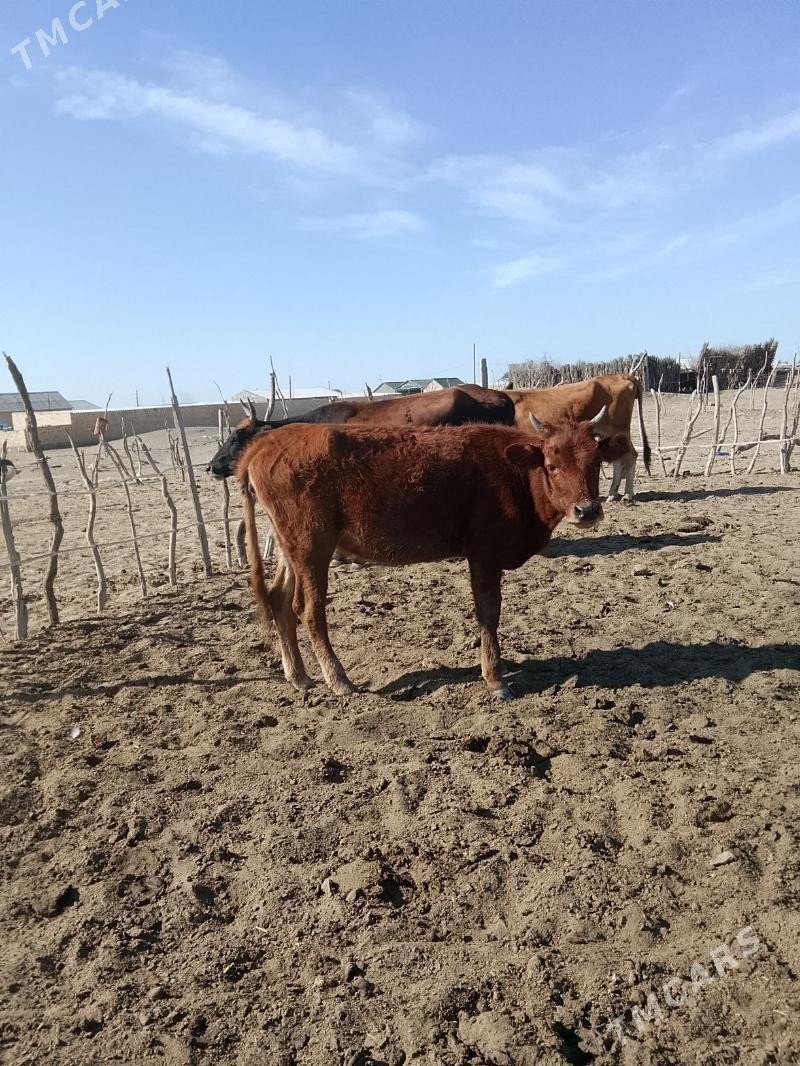 Gacar - Берекет - img 2