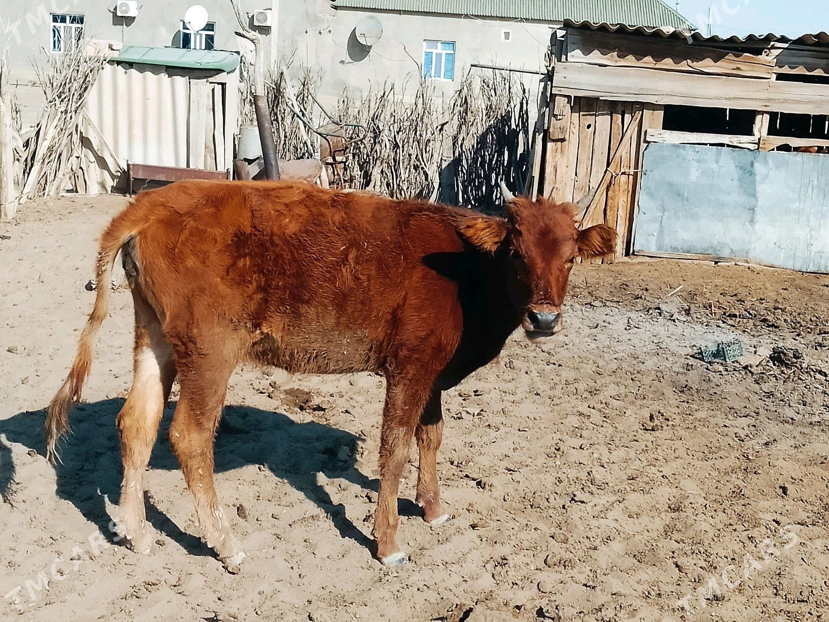 Gacar - Берекет - img 4