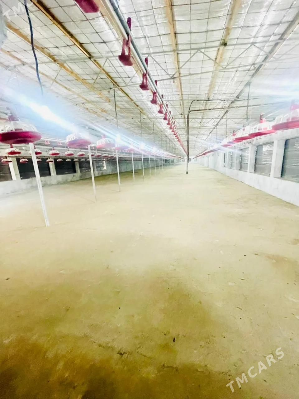 SatlykGawers 1 Ga towuk ferma - Яшлык - img 2