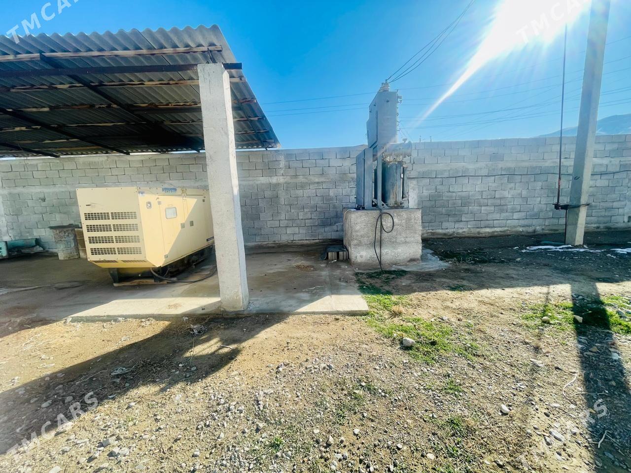 SatlykGawers 1 Ga towuk ferma - Яшлык - img 4