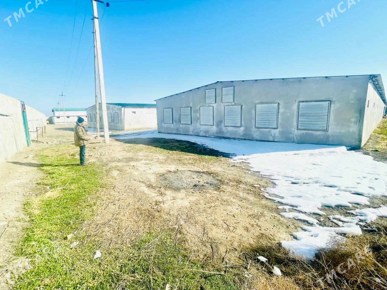 SatlykGawers 1 Ga towuk ferma - Яшлык - img 3