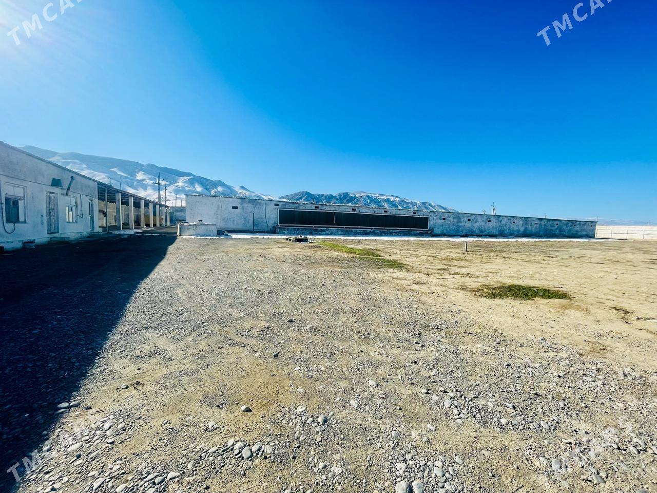 SatlykGawers 1 Ga towuk ferma - Яшлык - img 1