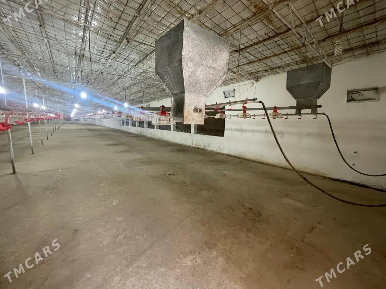 SatlykGawers 1 Ga towuk ferma - Яшлык - img 6