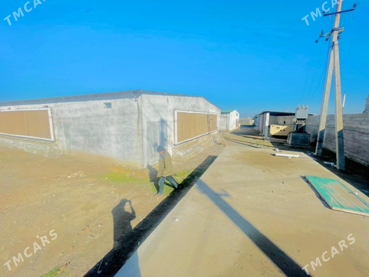 SatlykGawers 1 Ga towuk ferma - Яшлык - img 5