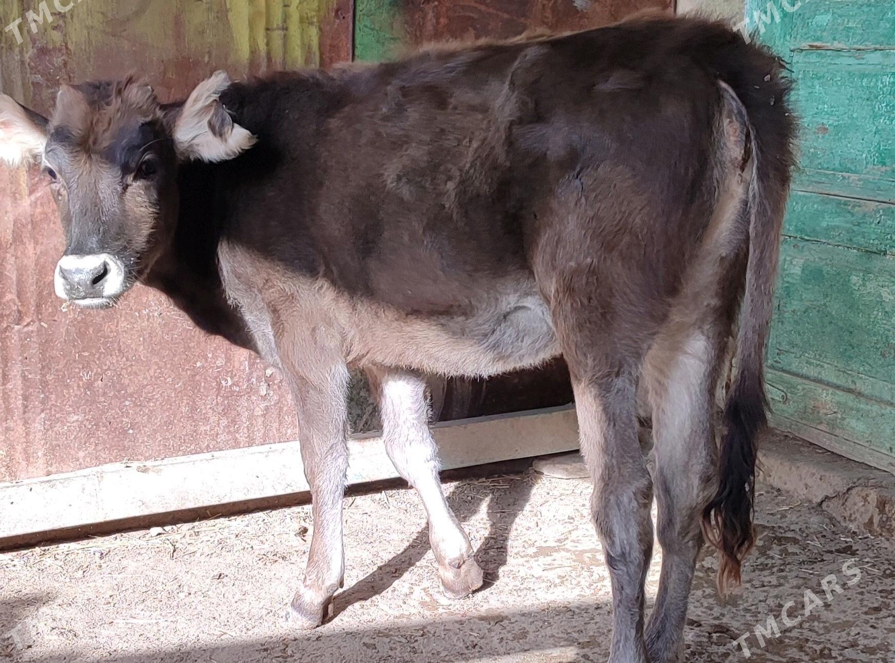 Gaçar - Bereket - img 2