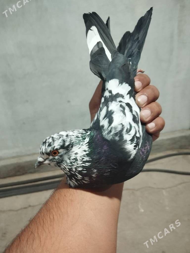 kepderi - Ашхабад - img 5