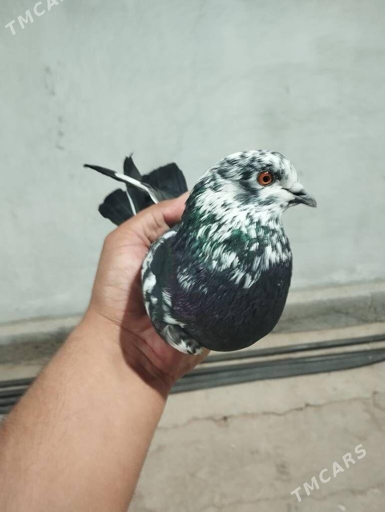 kepderi - Ашхабад - img 3