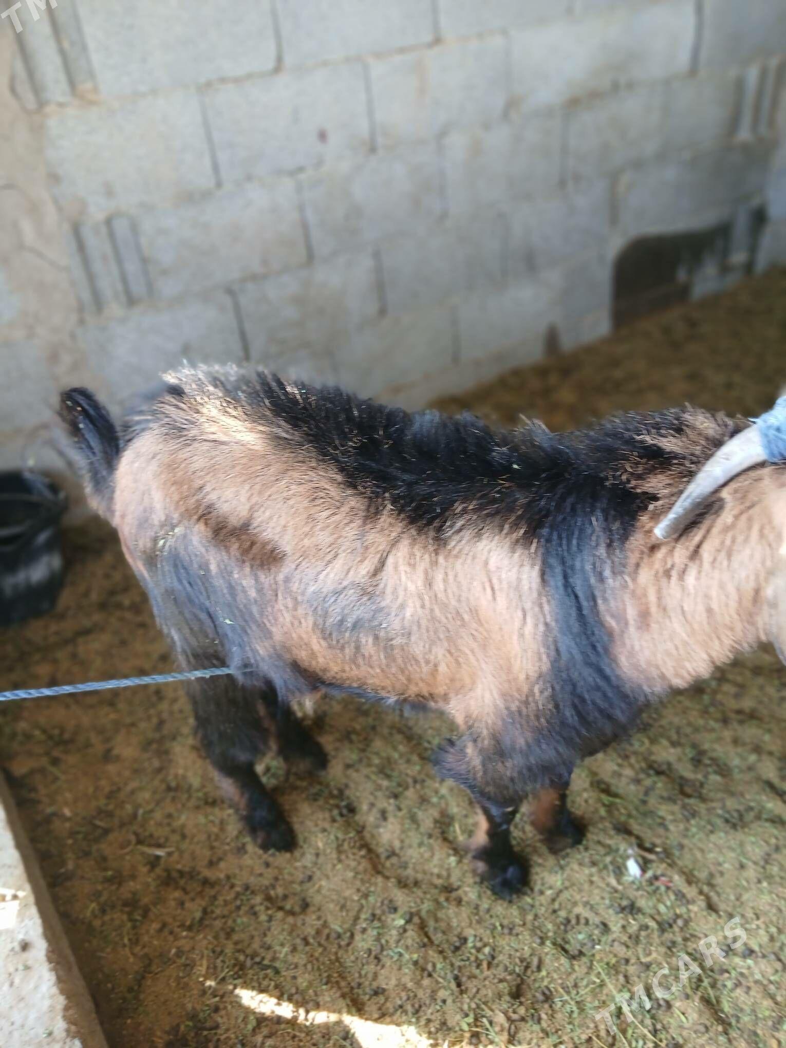 paPaksitan geçi - Bäherden - img 1