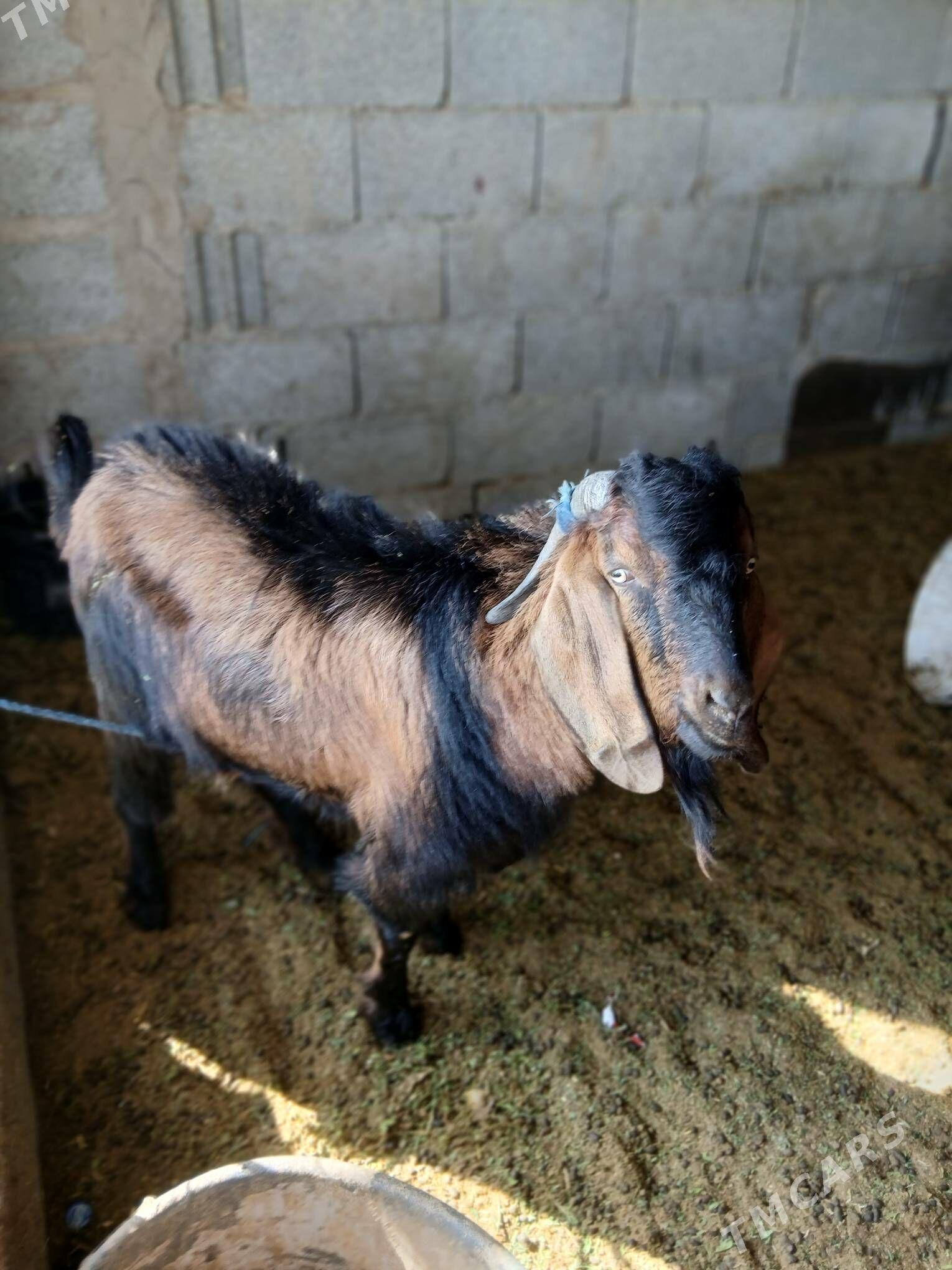 paPaksitan geçi - Bäherden - img 3