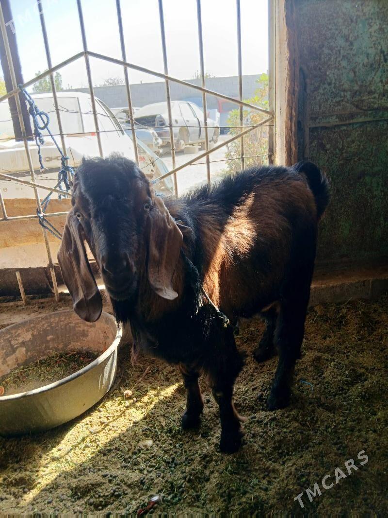 paPaksitan geçi - Bäherden - img 2