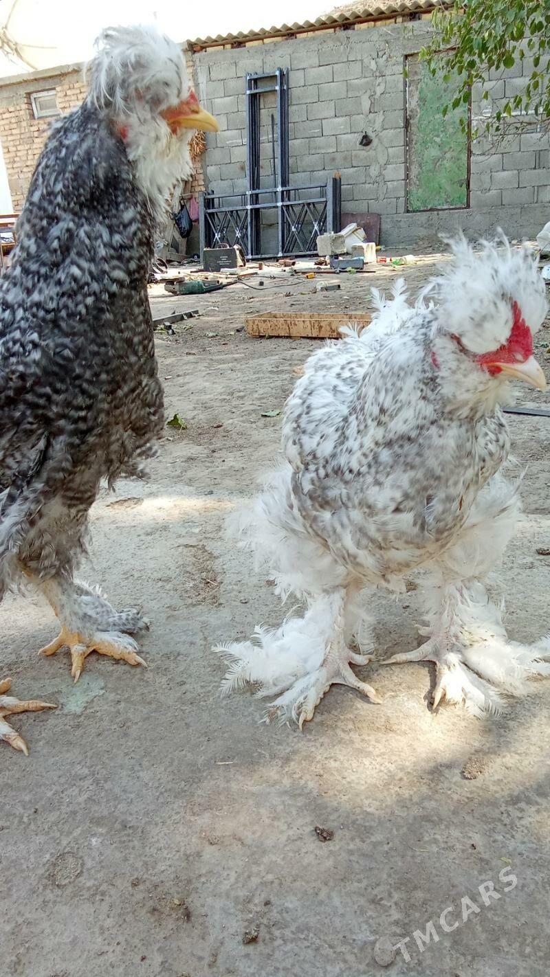 Troyka towuk - Херрикгала - img 4