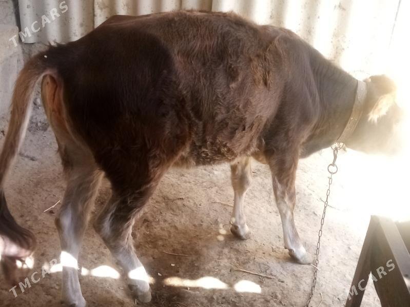 Tuwe - Гёкдепе - img 2