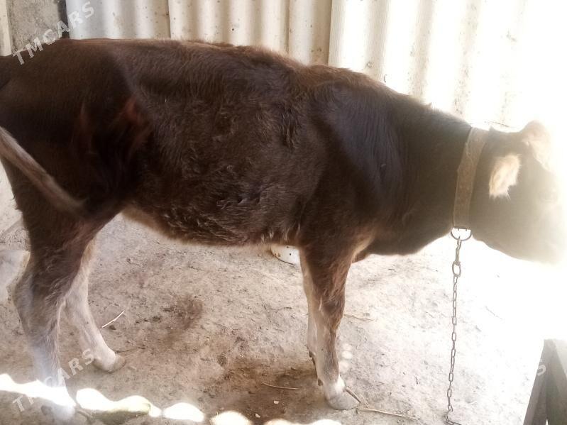 Tuwe - Гёкдепе - img 3