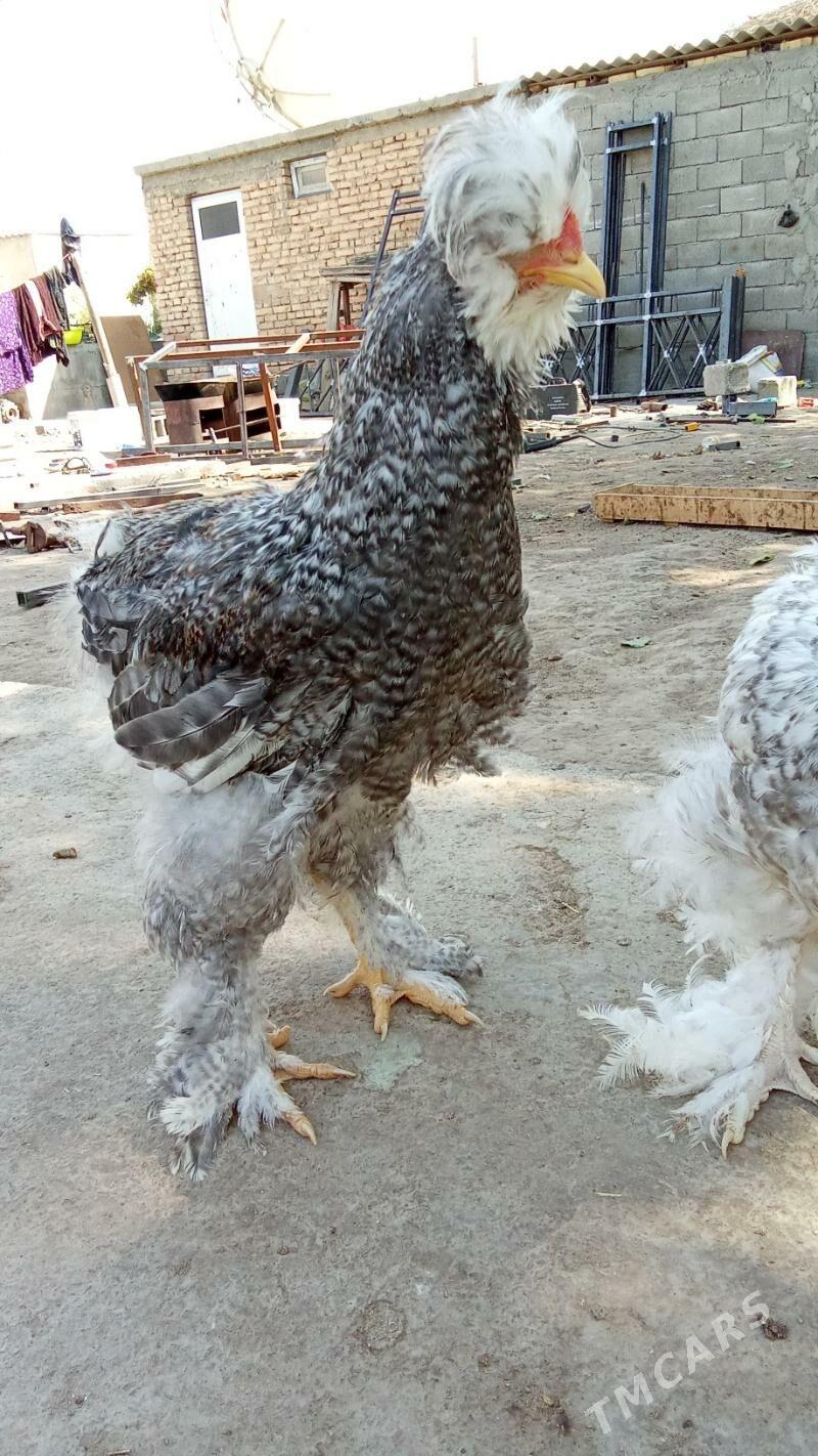 Troyka towuk - Херрикгала - img 3