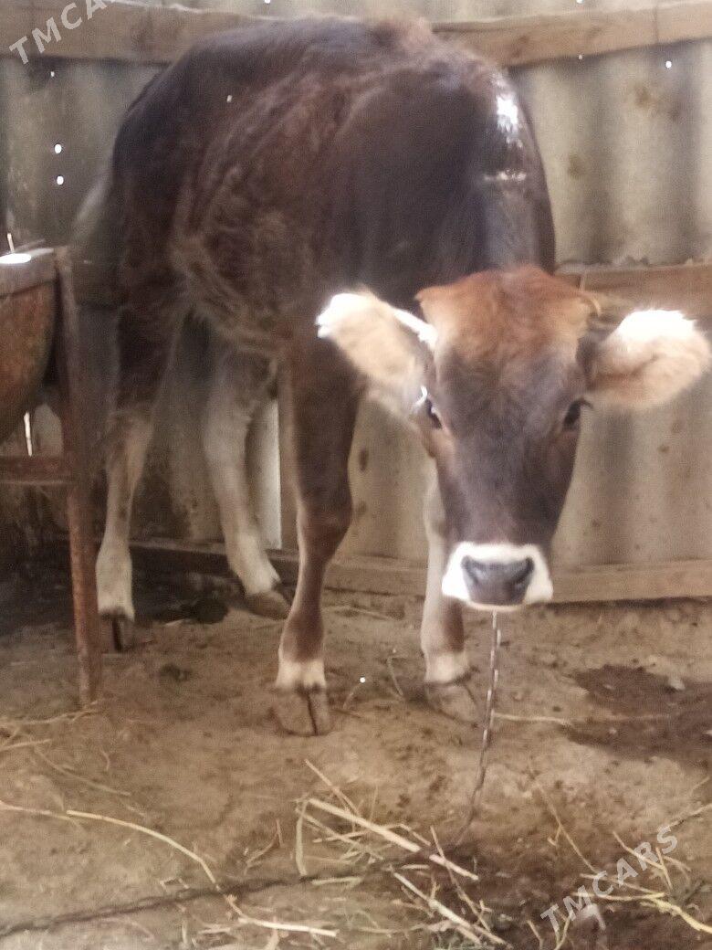 Tuwe - Гёкдепе - img 1