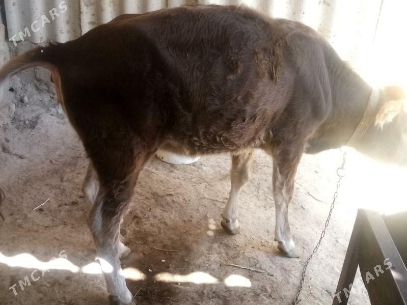 Tuwe - Гёкдепе - img 4