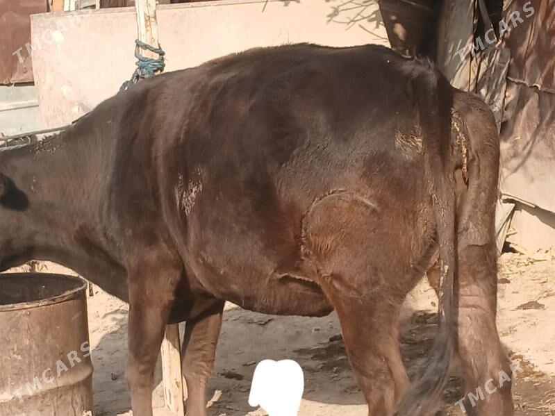 Şwes Tohum Sygyr - Aşgabat - img 2