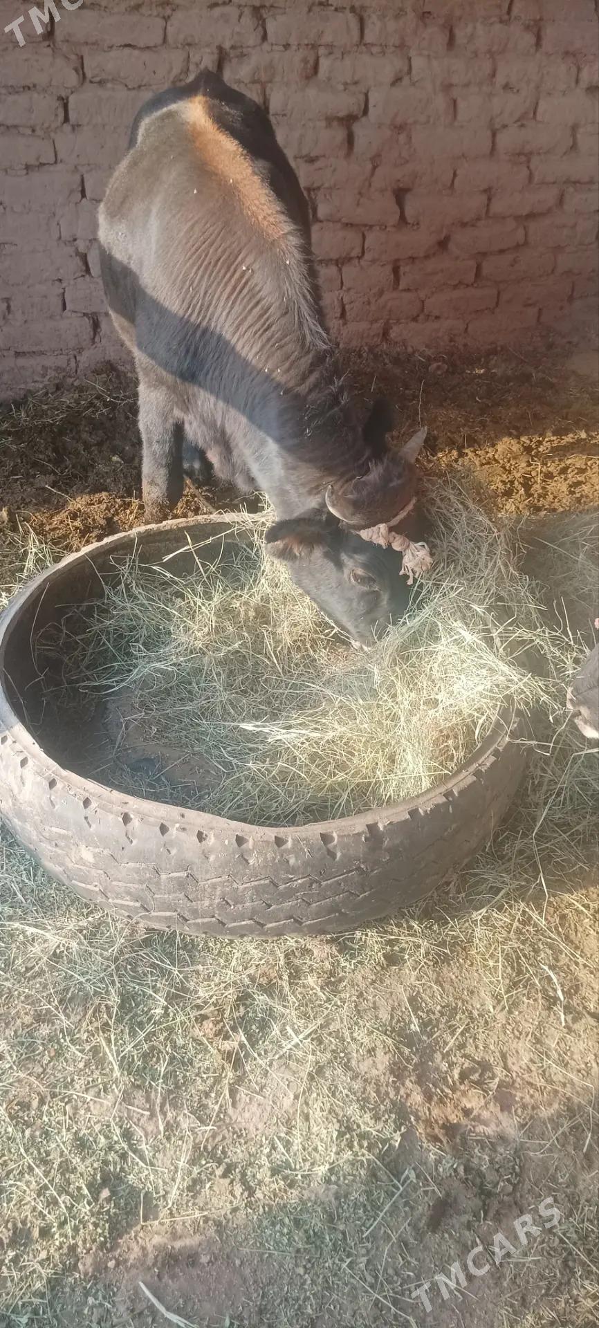 Ökuz - Серахс - img 3