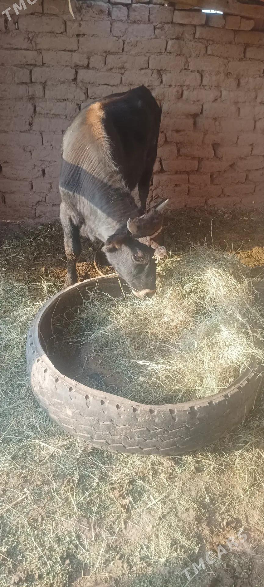 Ökuz - Серахс - img 2