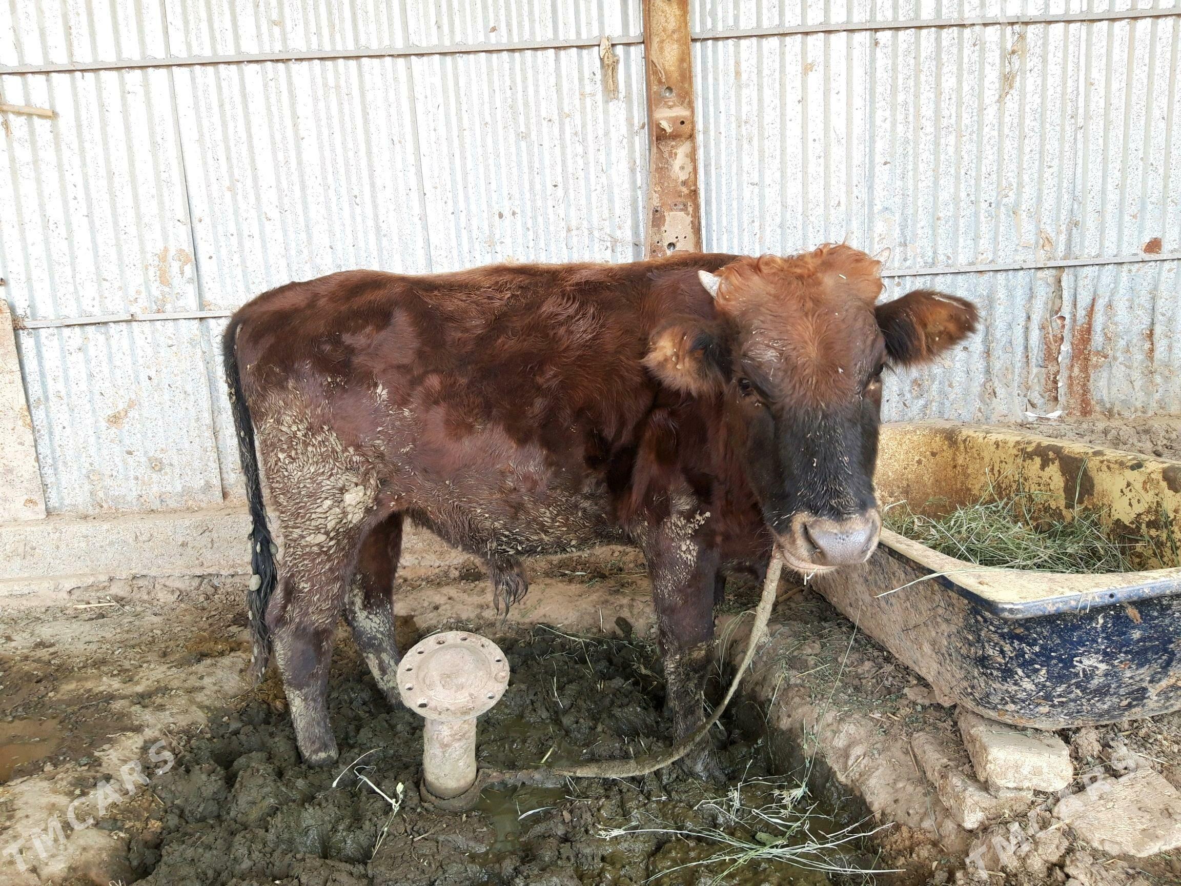 Ökuz - Babadaýhan - img 1