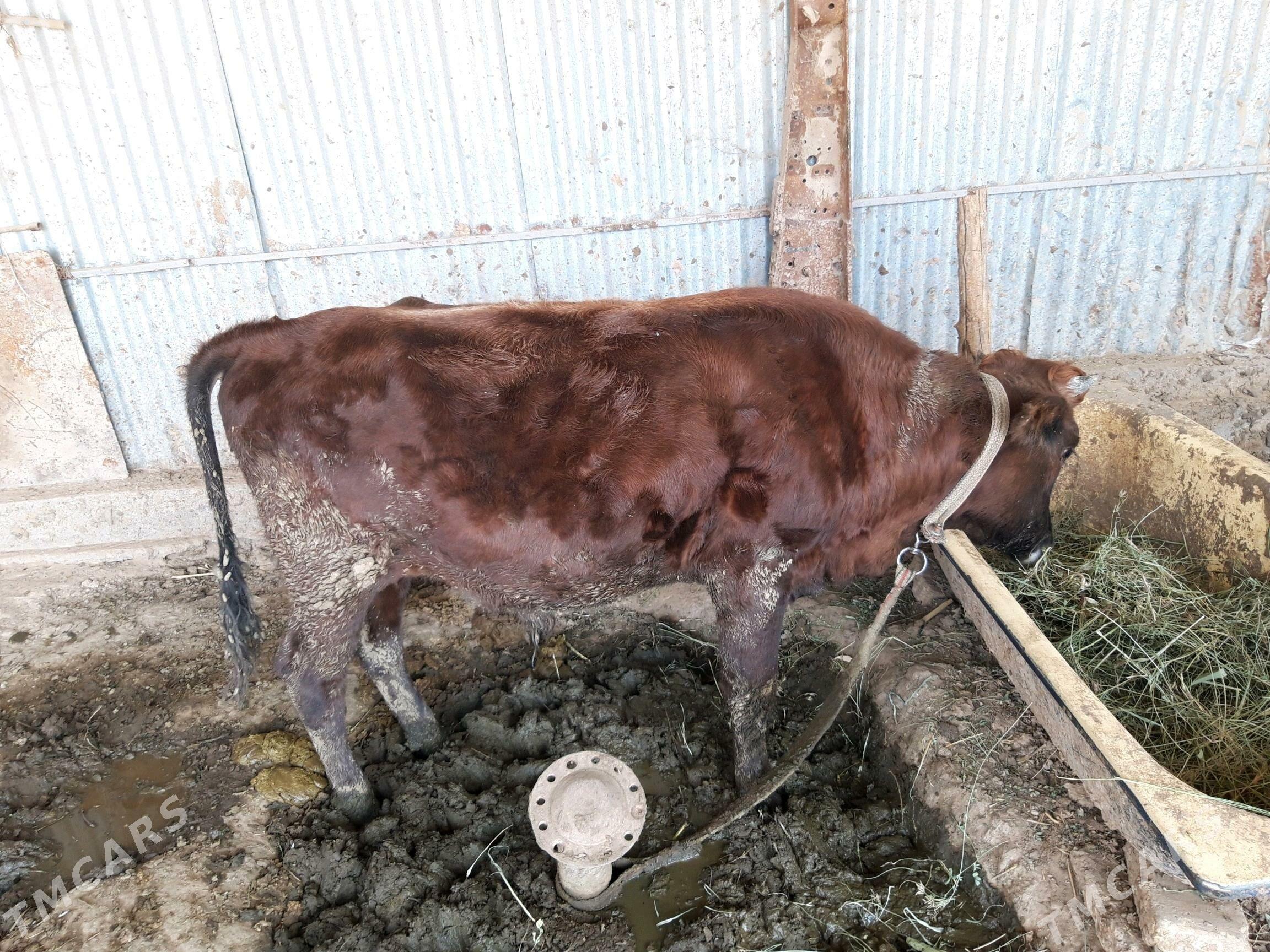 Ökuz - Babadaýhan - img 2