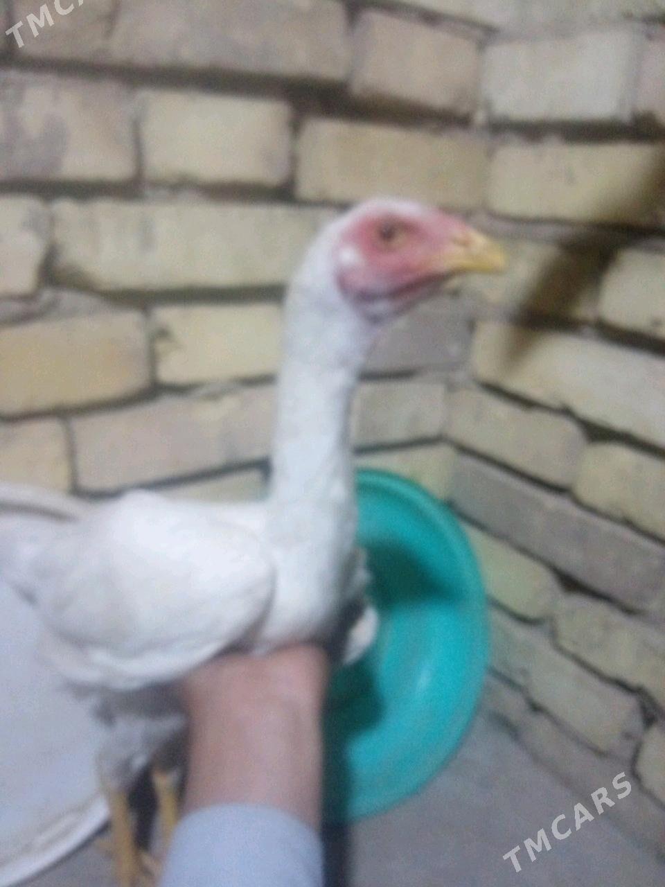 AK BAYSOK - Mary - img 1