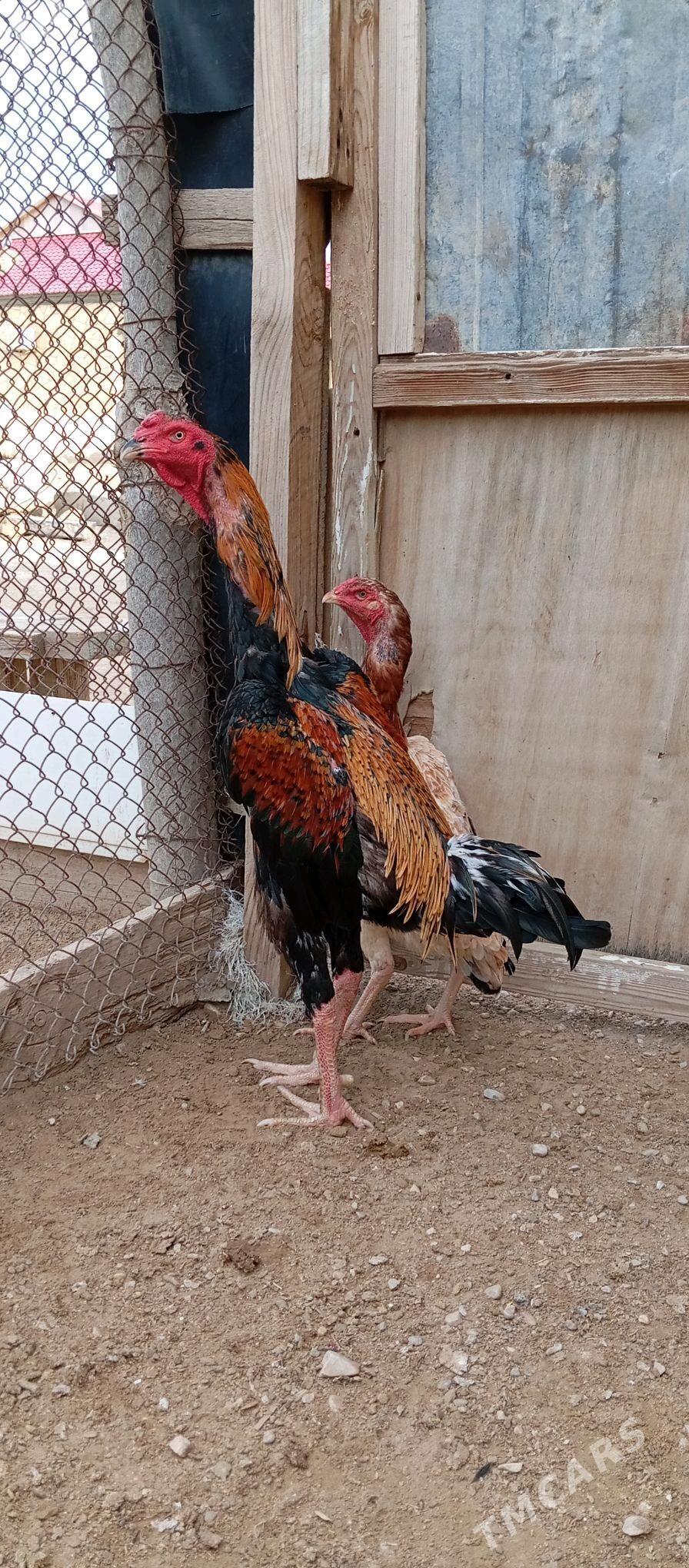 TAŞKENT - Джебел - img 4