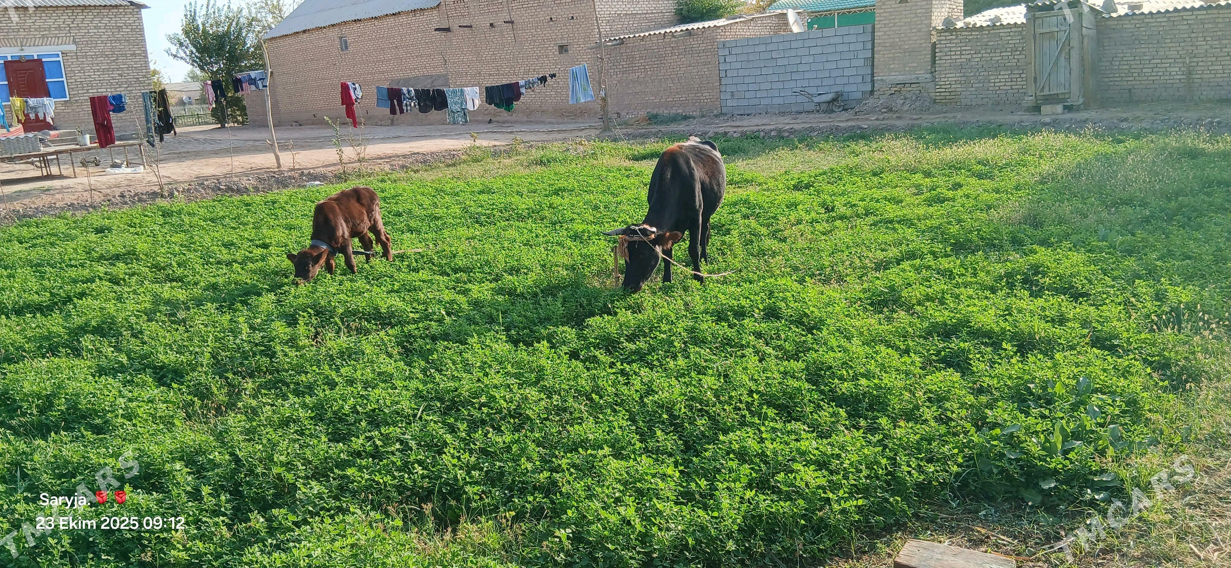 göleli sygyr - Бабадайхан - img 4