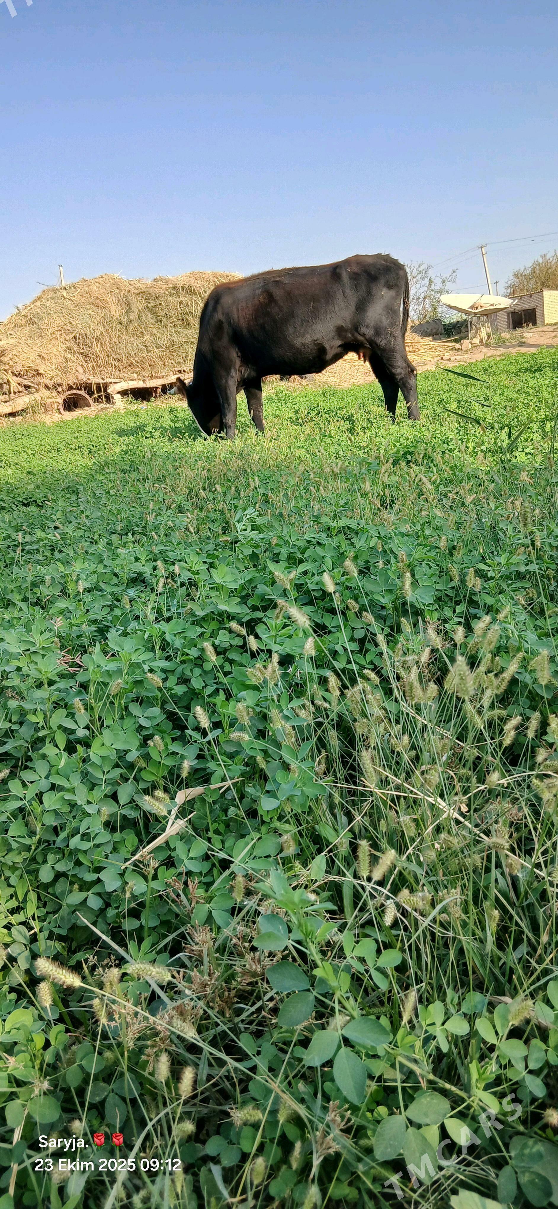 göleli sygyr - Бабадайхан - img 3