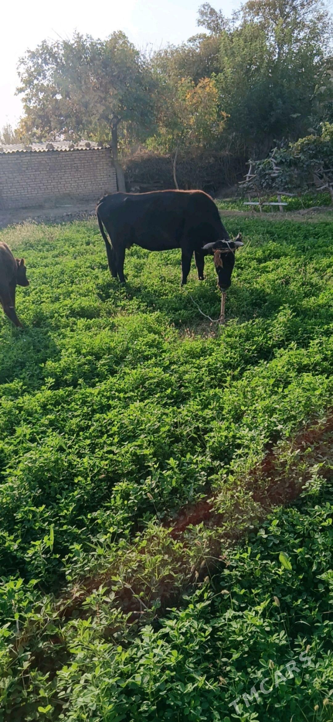 göleli sygyr - Бабадайхан - img 2