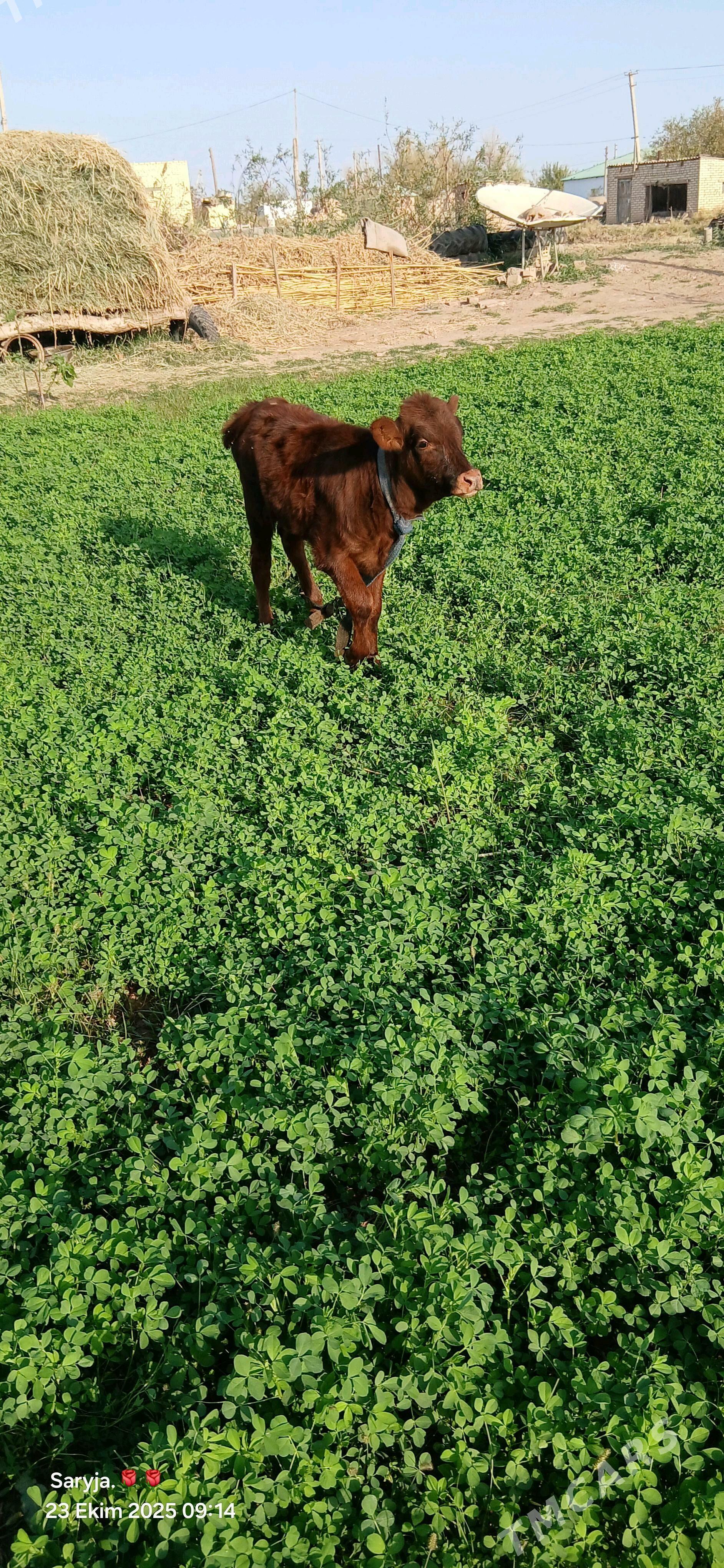göleli sygyr - Бабадайхан - img 1