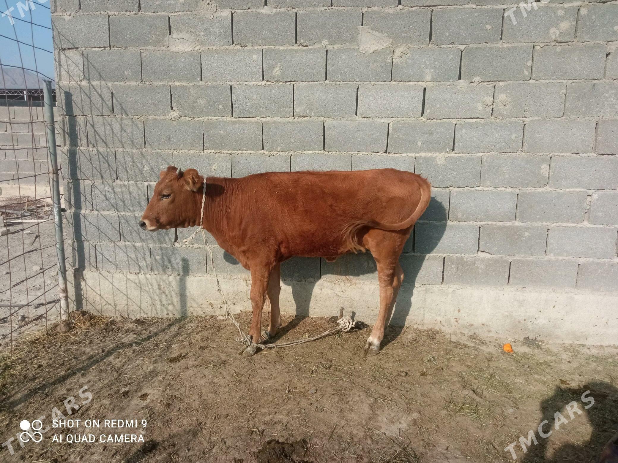 tuwe - Bäherden - img 1