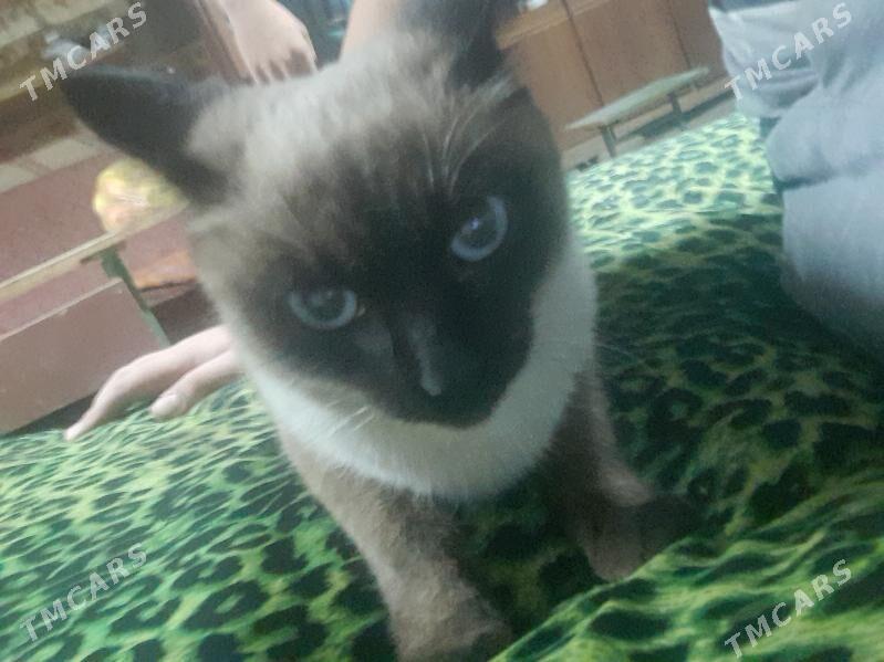 Pisik - Daşoguz - img 2