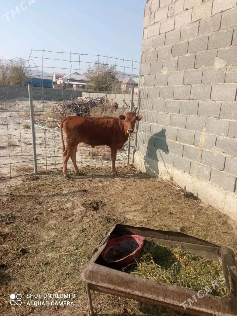 tuwe - Bäherden - img 2