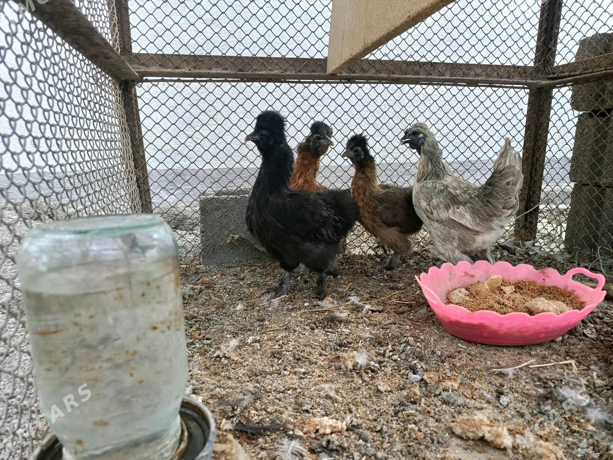 Towsan tuy karlik - Гёкдепе - img 1