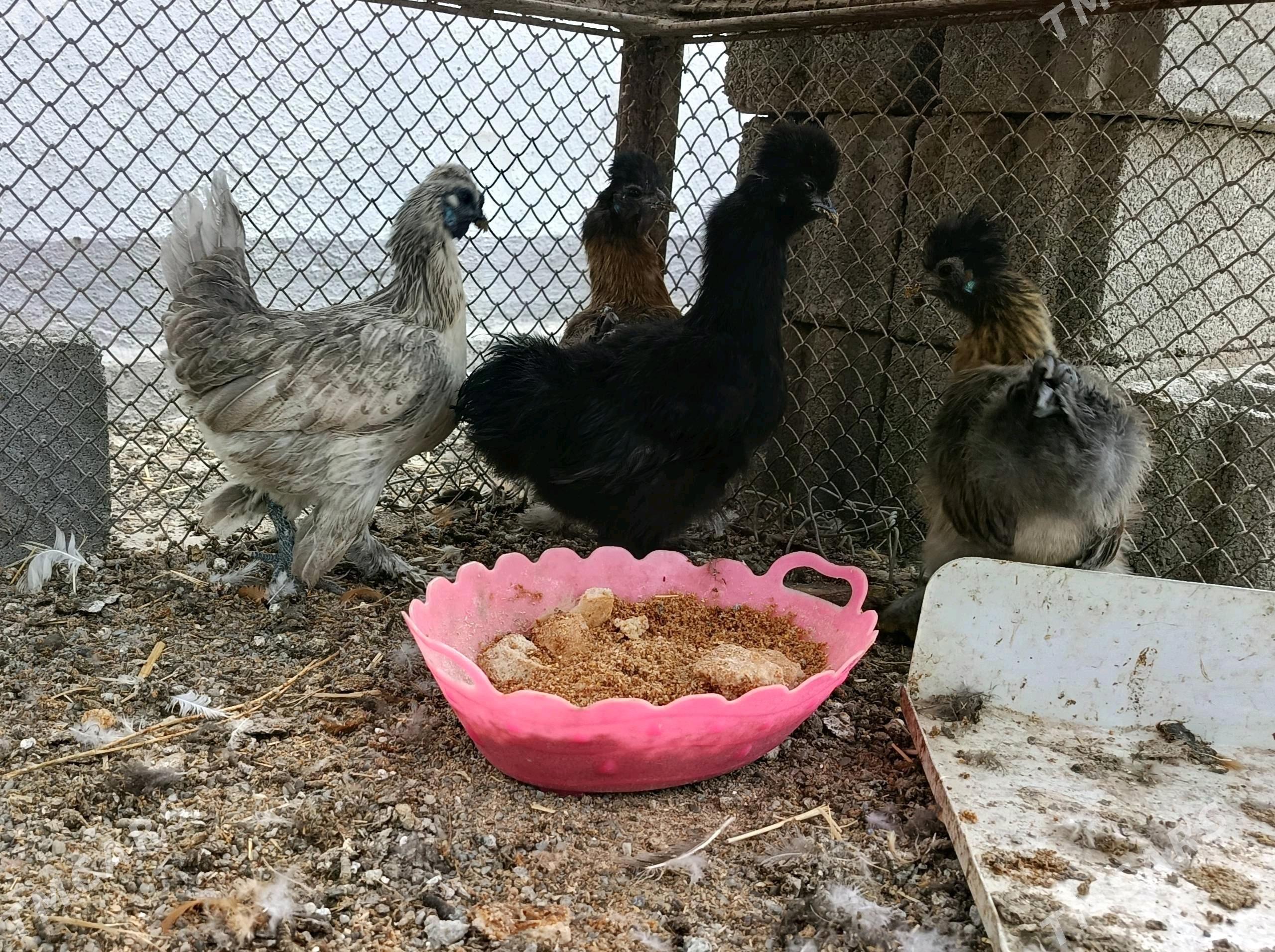 Towsan tuy karlik - Гёкдепе - img 2