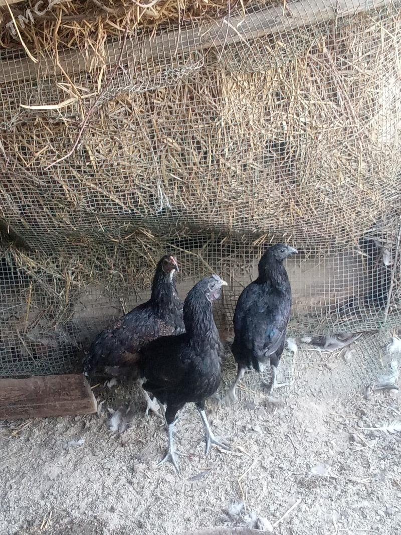 gara yaqoncik - Sakar - img 2