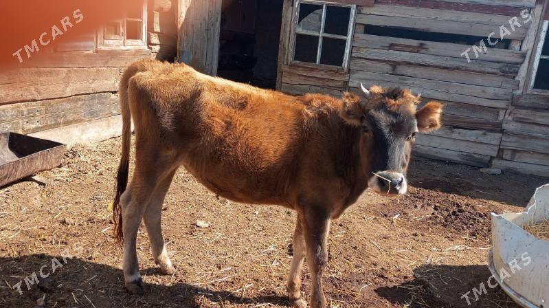 Tüwe - Гызыларбат - img 3