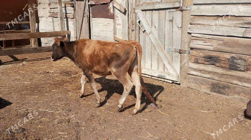 Tüwe - Гызыларбат - img 2