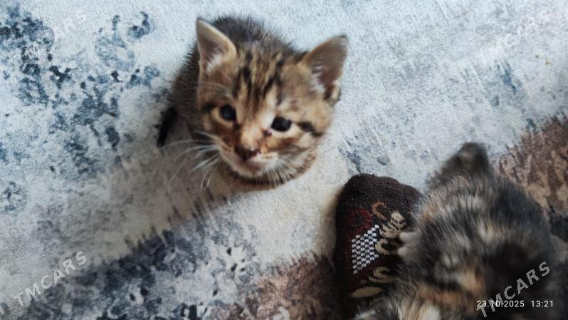 котята - Mary - img 1