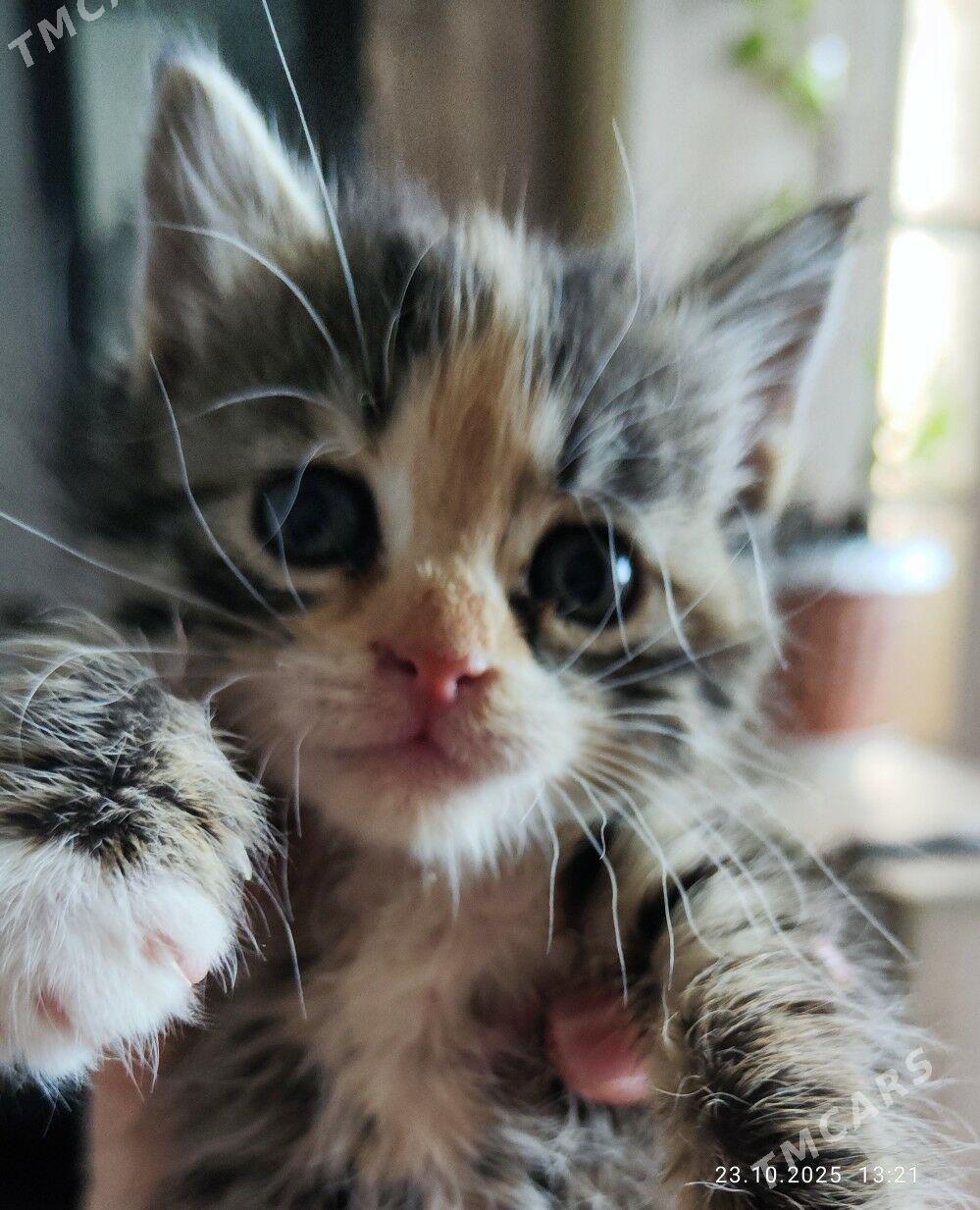 котята - Mary - img 2