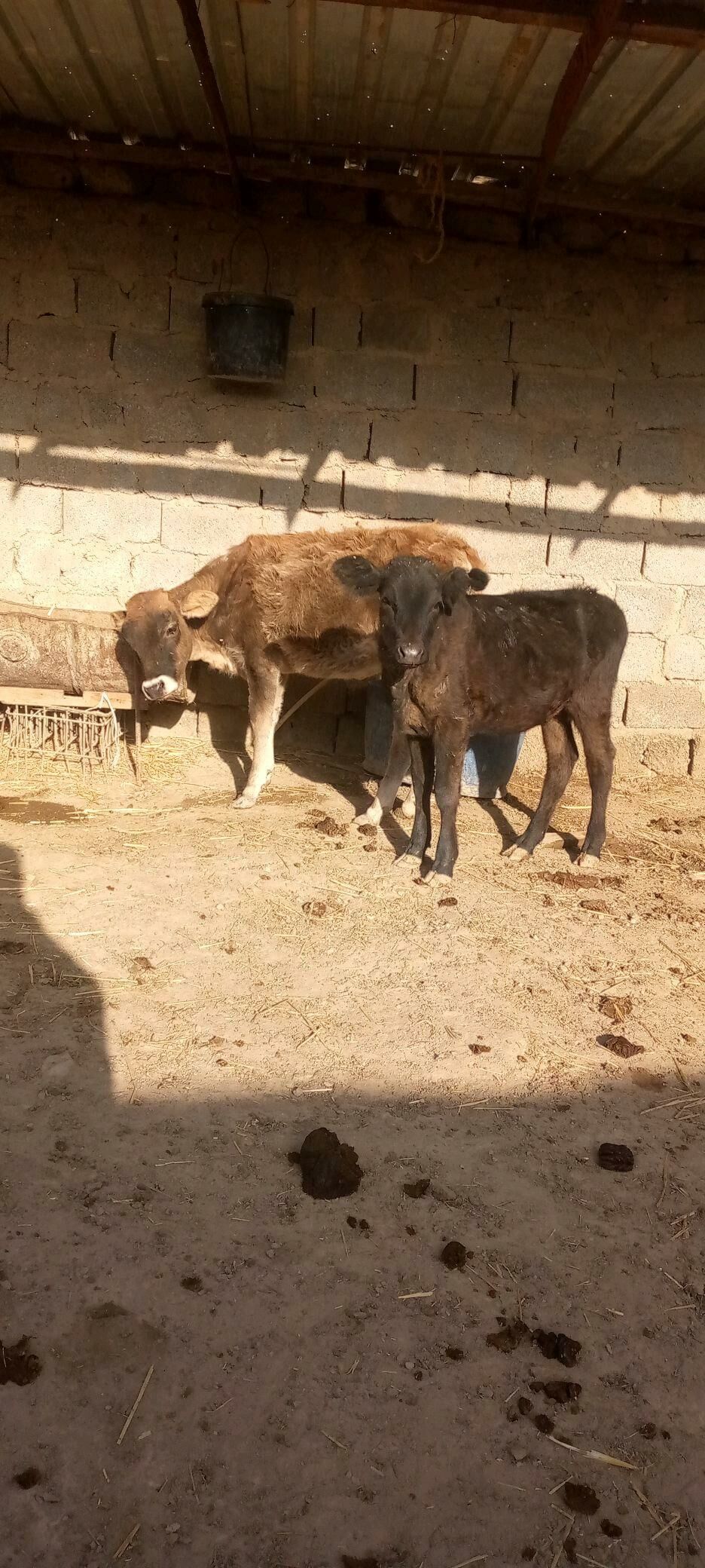 okuzce - Balkanabat - img 3