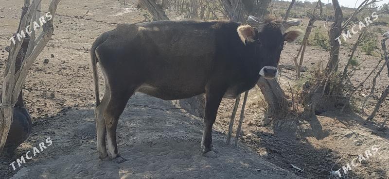 sygyr - Esenguly - img 1