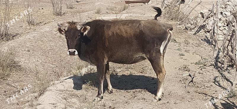 sygyr - Esenguly - img 2