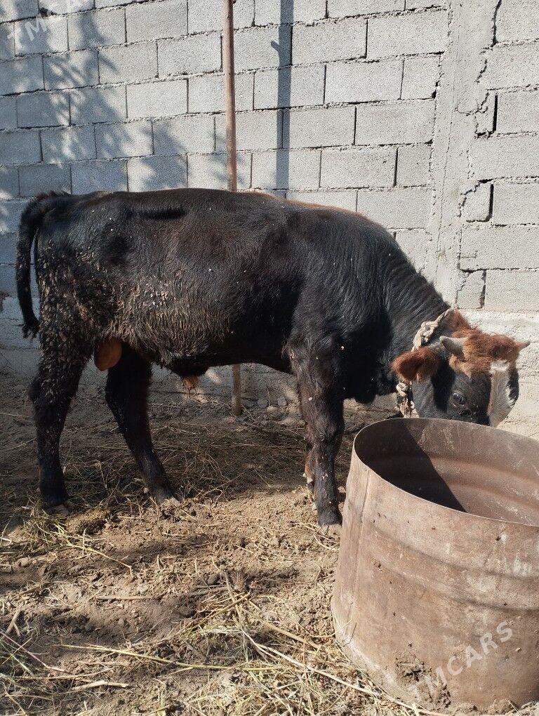 okuz - Гёкдже - img 3