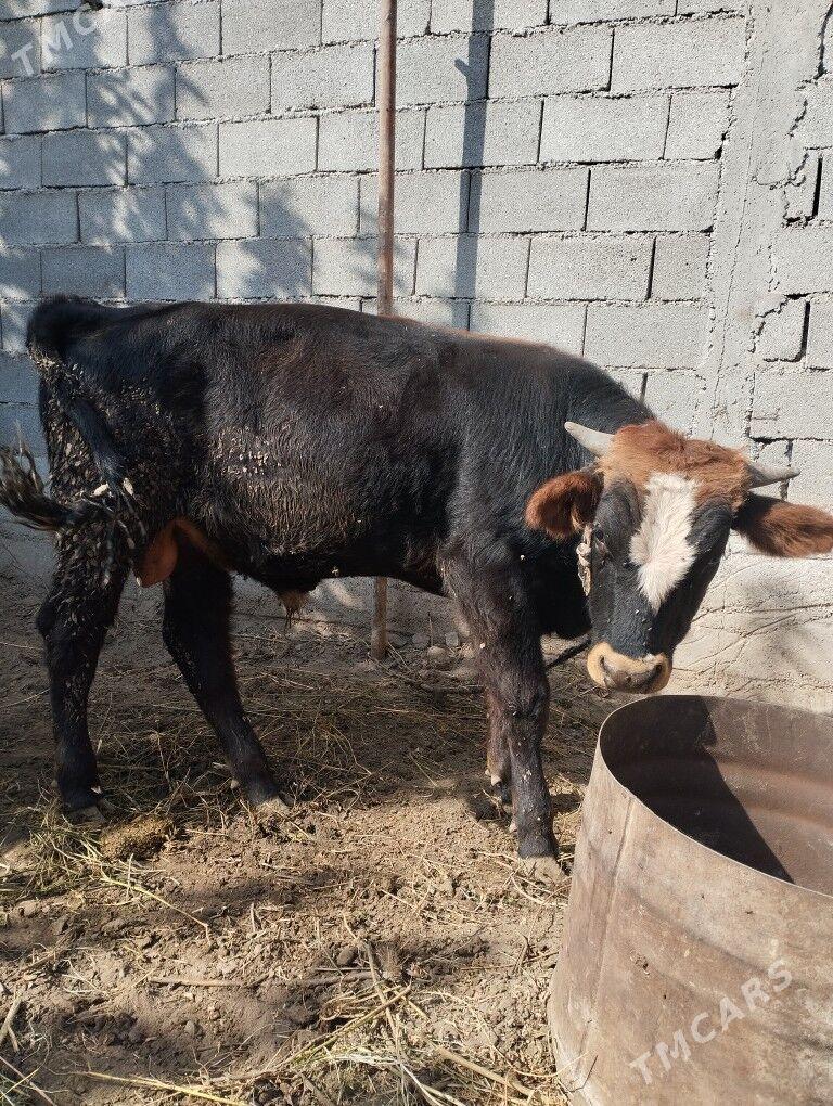 okuz - Гёкдже - img 4