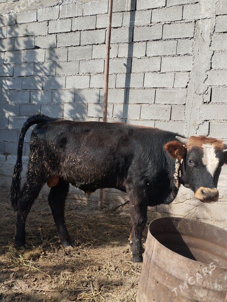 okuz - Гёкдже - img 2