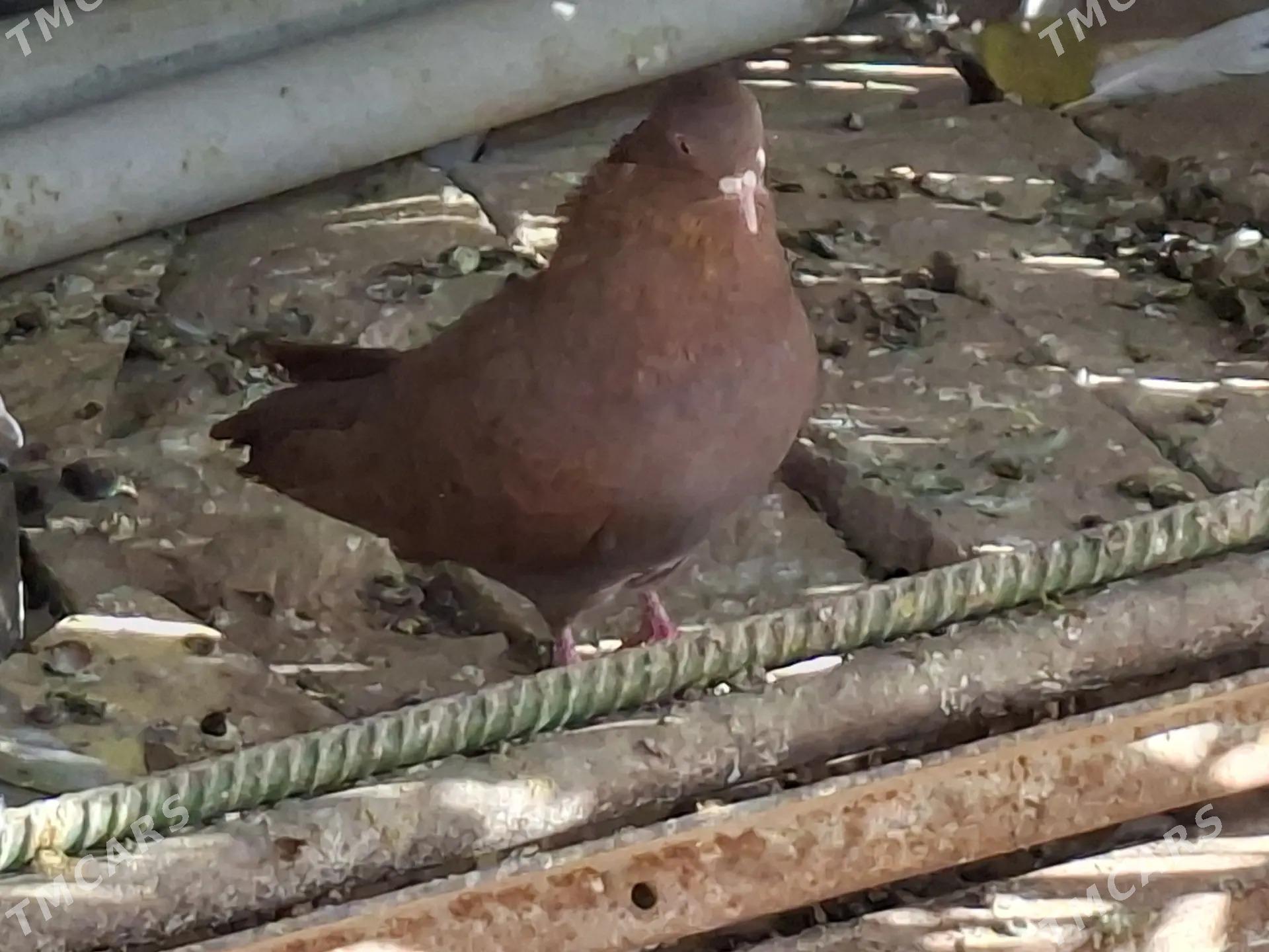 KEPDERI - Mary - img 3