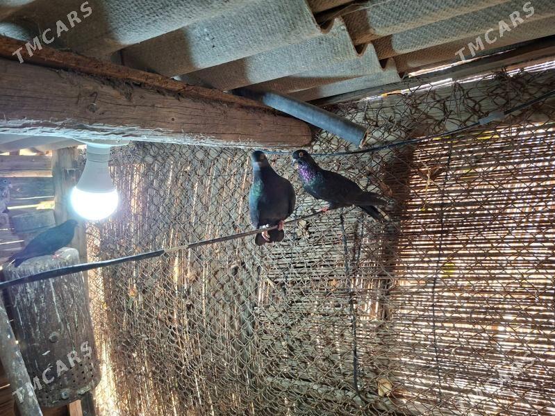 KEPDERI - Mary - img 4